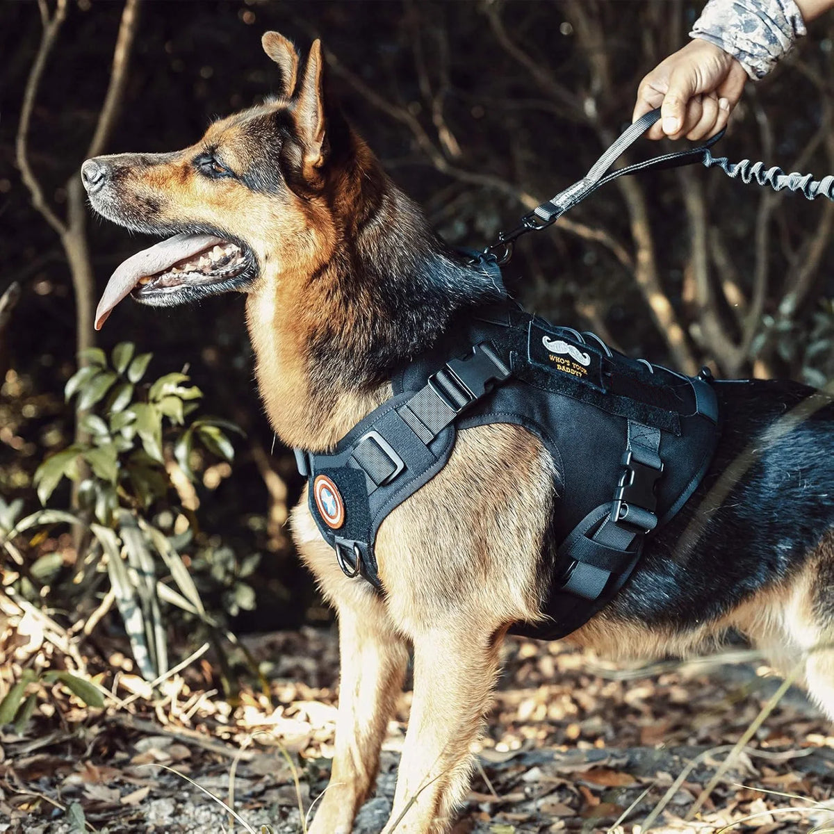 Dog wearing a black harness with a person holding the leash in an outdoor setting.