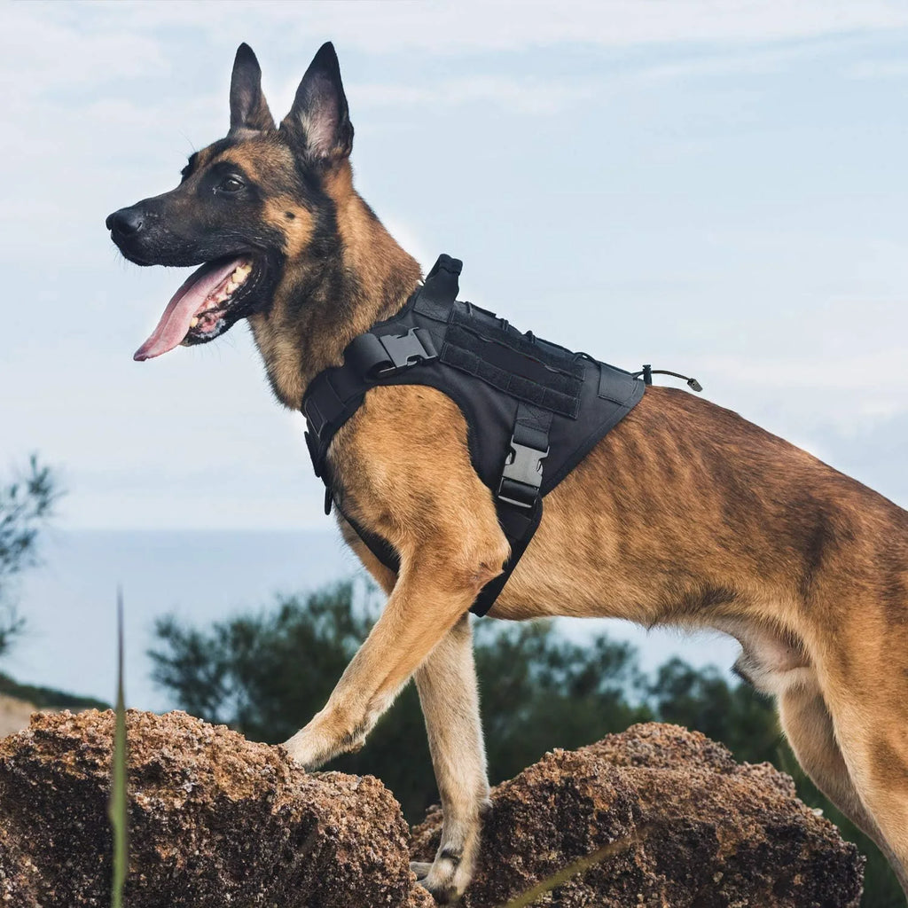 Dog wearing a black tactical harness outdoors with a clear sky background